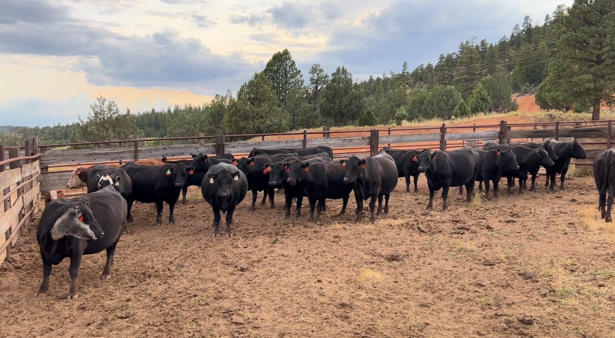 20 Head of Black Angus & Baldy Fall Pairs- CP910A5